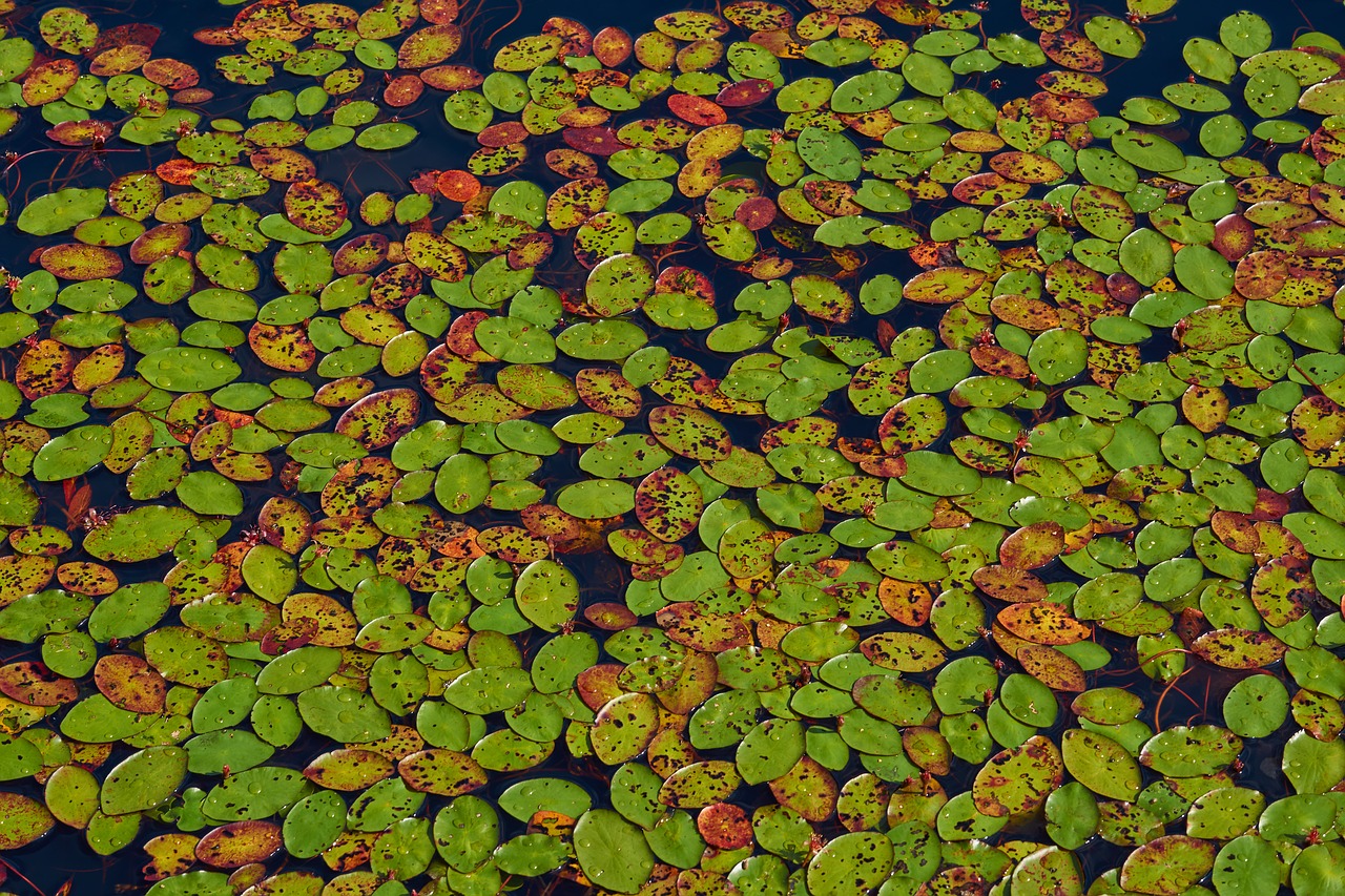 water lilies  water  pond free photo