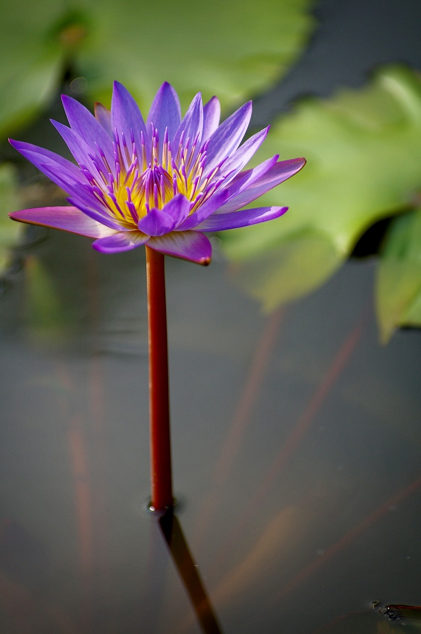 water lilies  flowers  lotus free photo