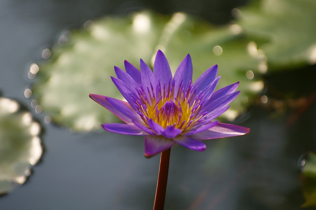 water lilies  flowers  lotus free photo