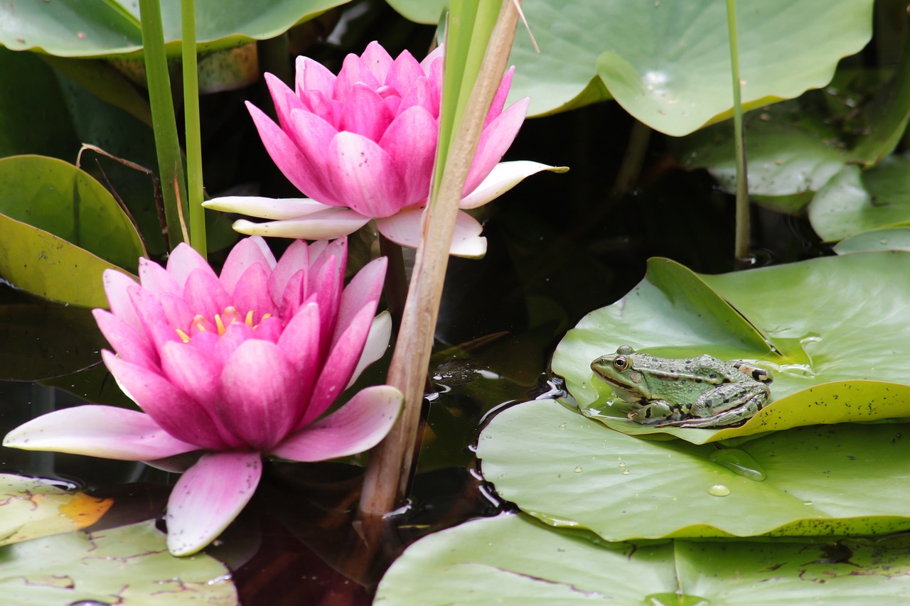 water lilies  frog  pond free photo