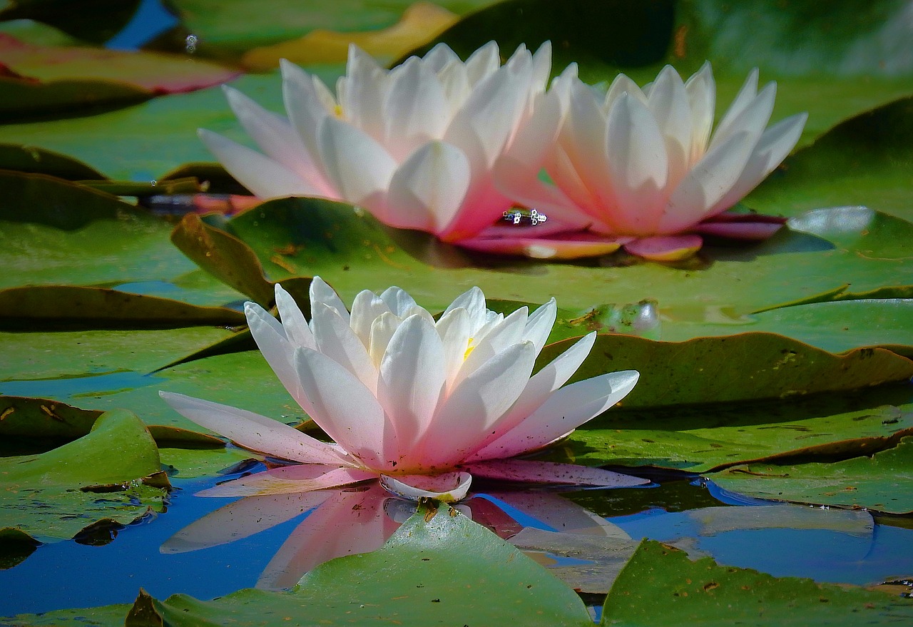 water lilies  beauty  nature free photo