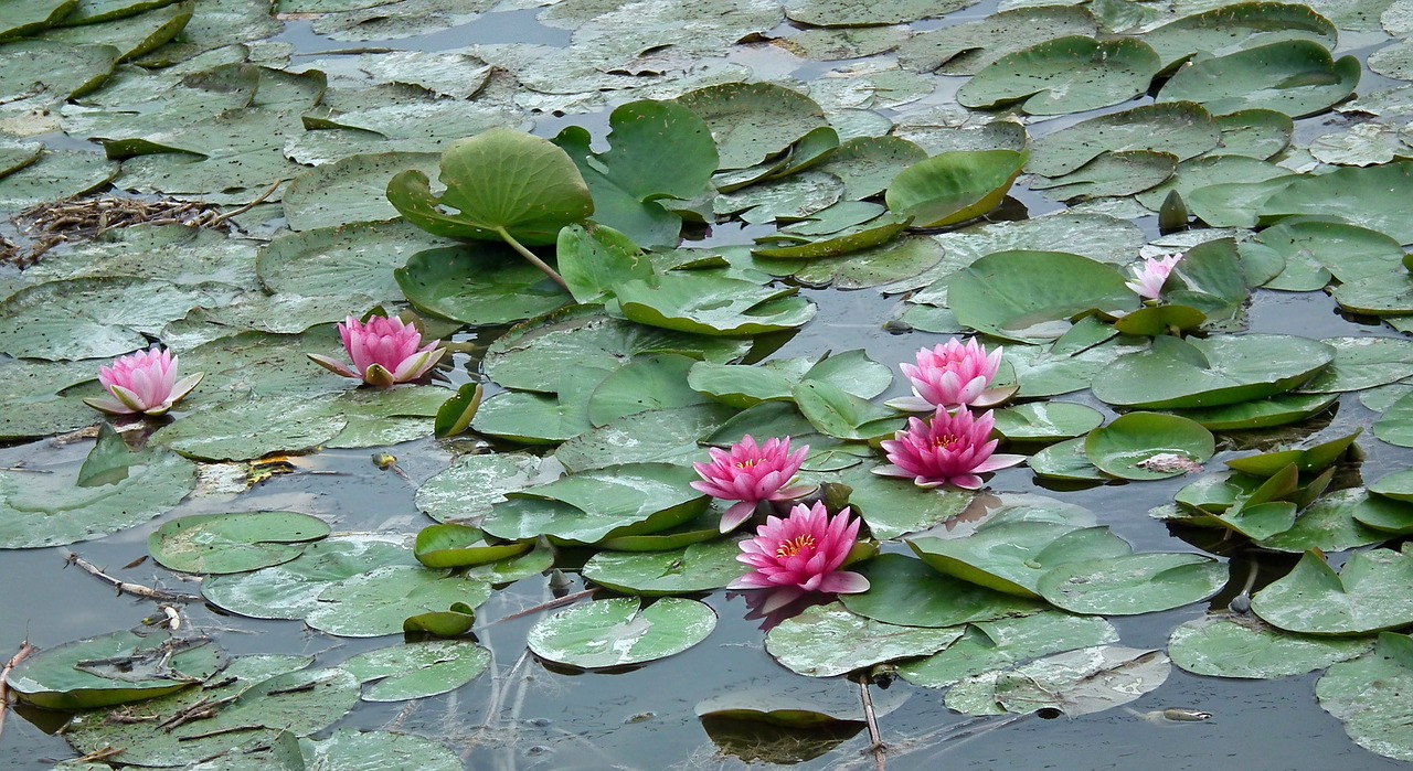 water lilies  pond  water lily free photo