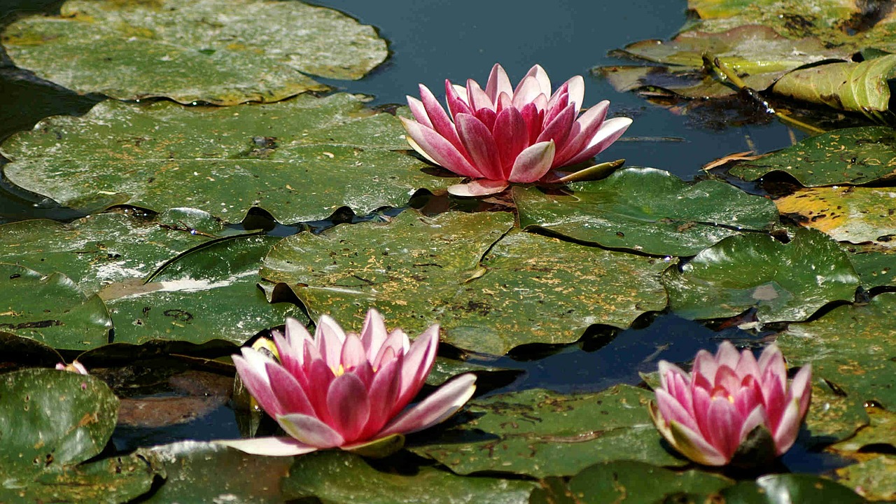water lilies nature pink free photo