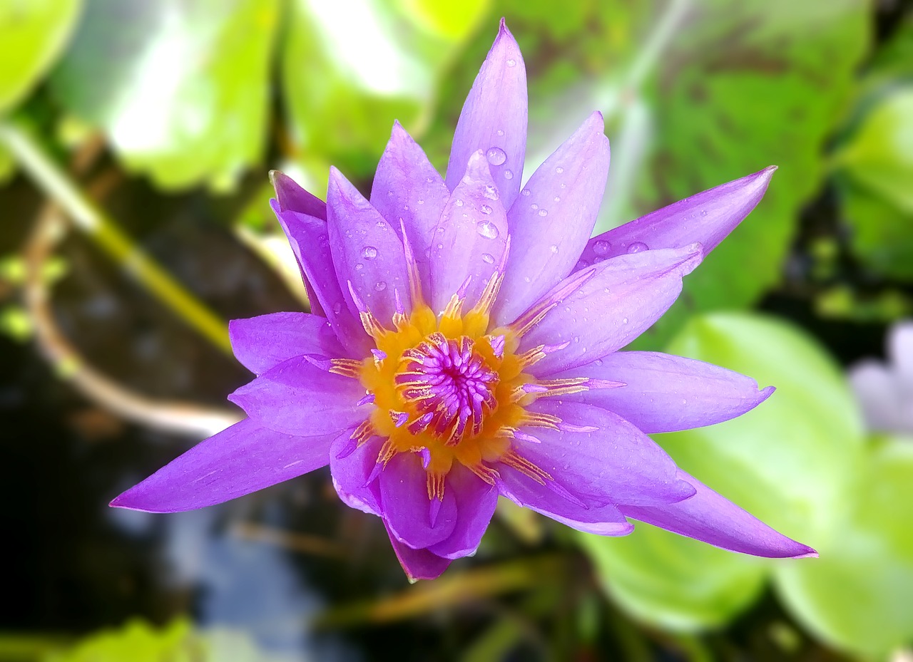 water lilies  kite  lotus free photo