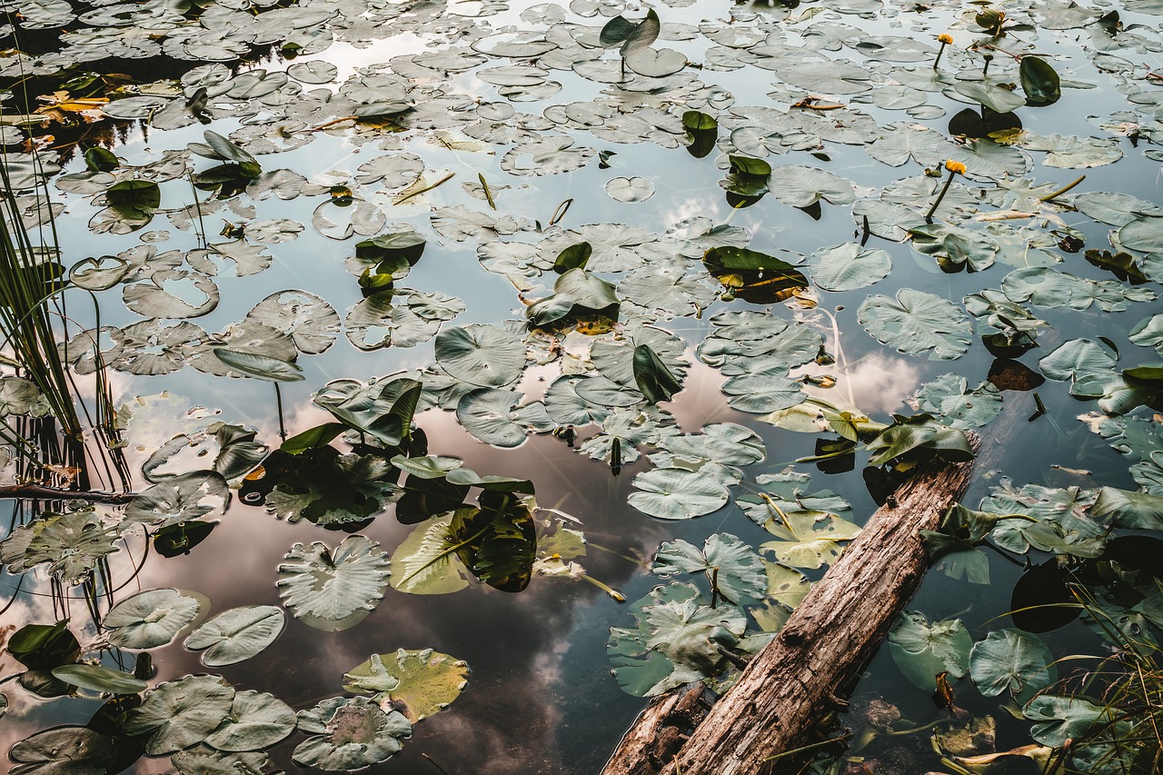 water lilies  water  lake free photo