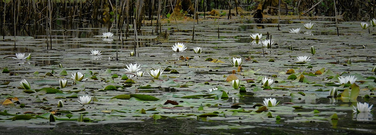 water lilies  lake  nature free photo