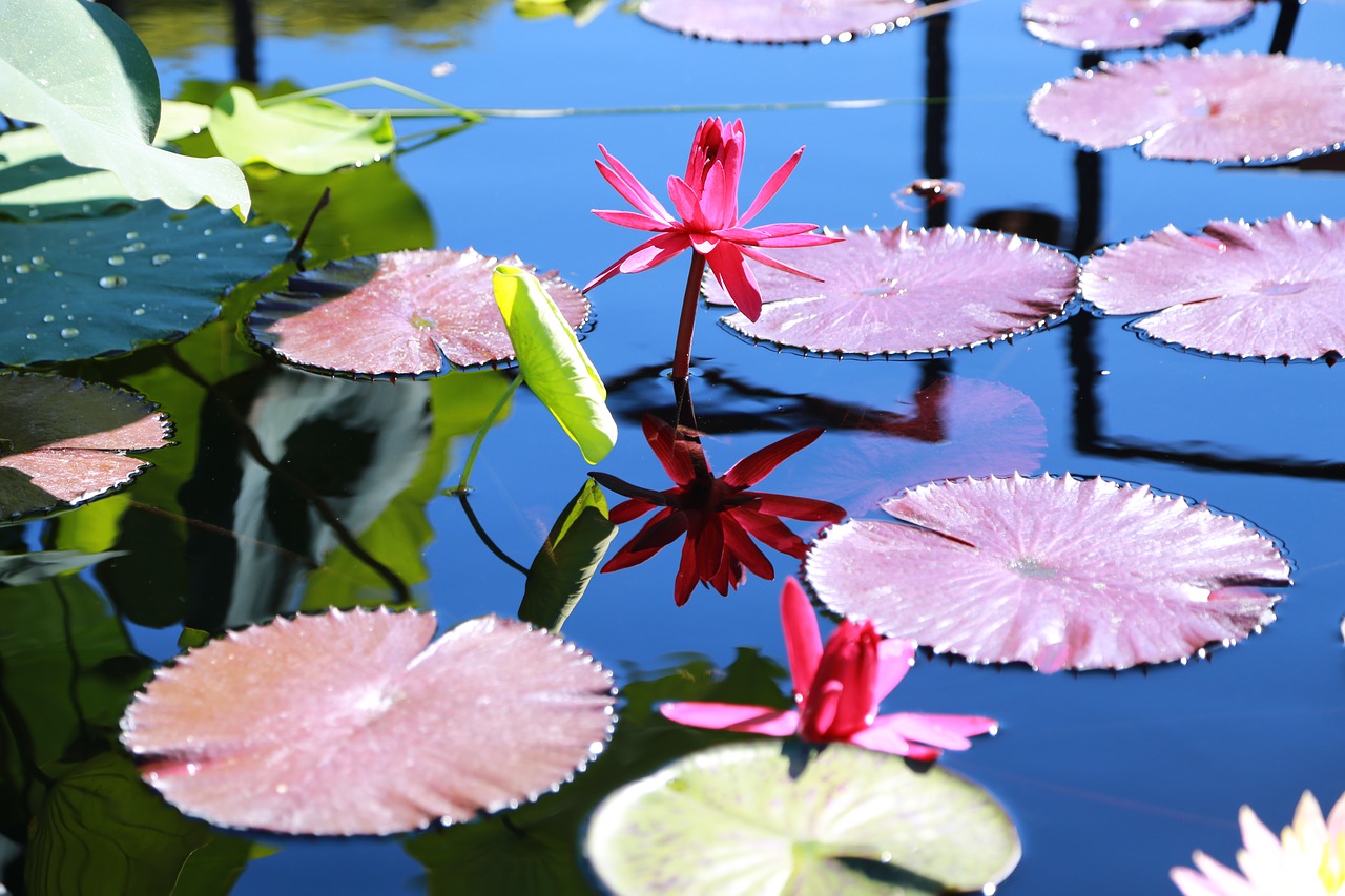 water lilies  kite  lotus free photo