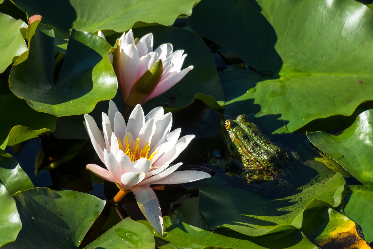 water lilies  frog  hidden free photo