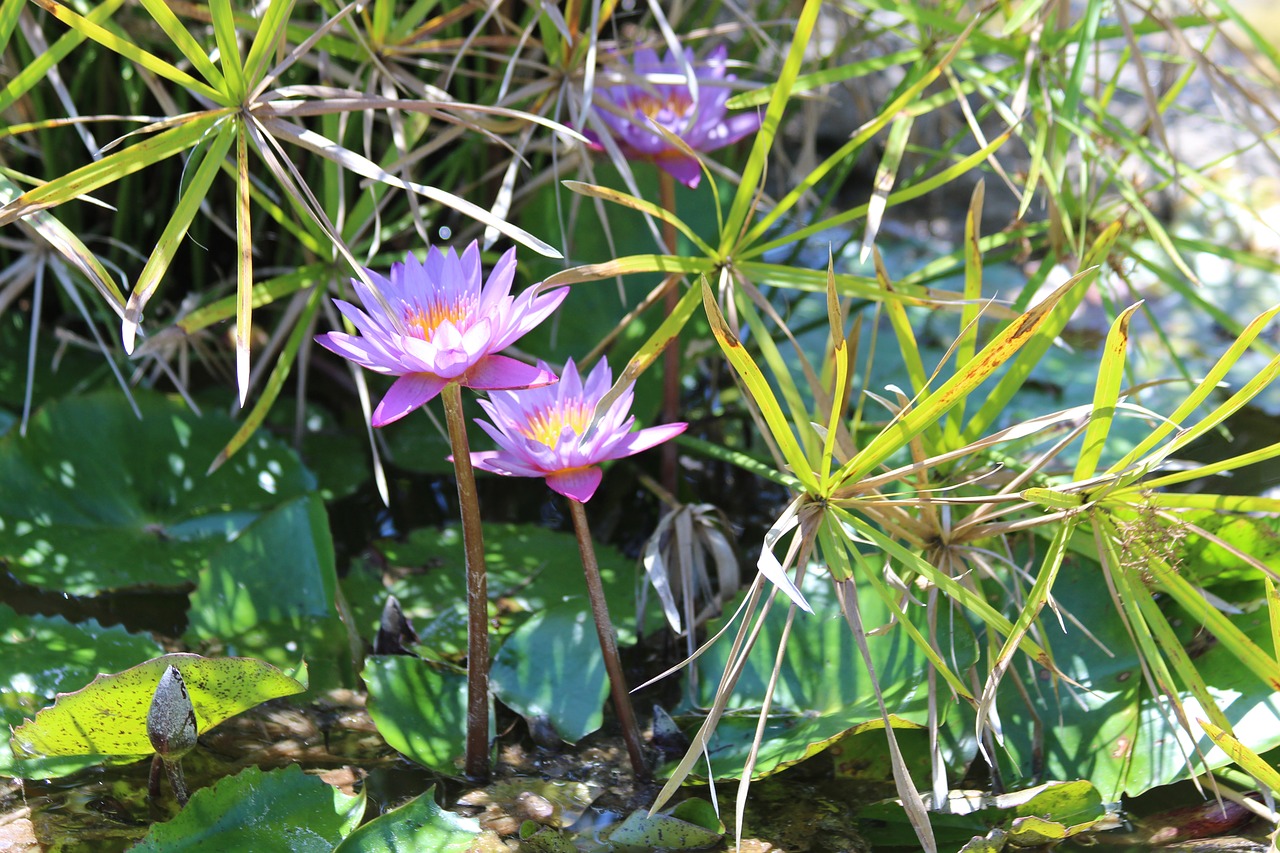 water lilies  flowers  leaves free photo