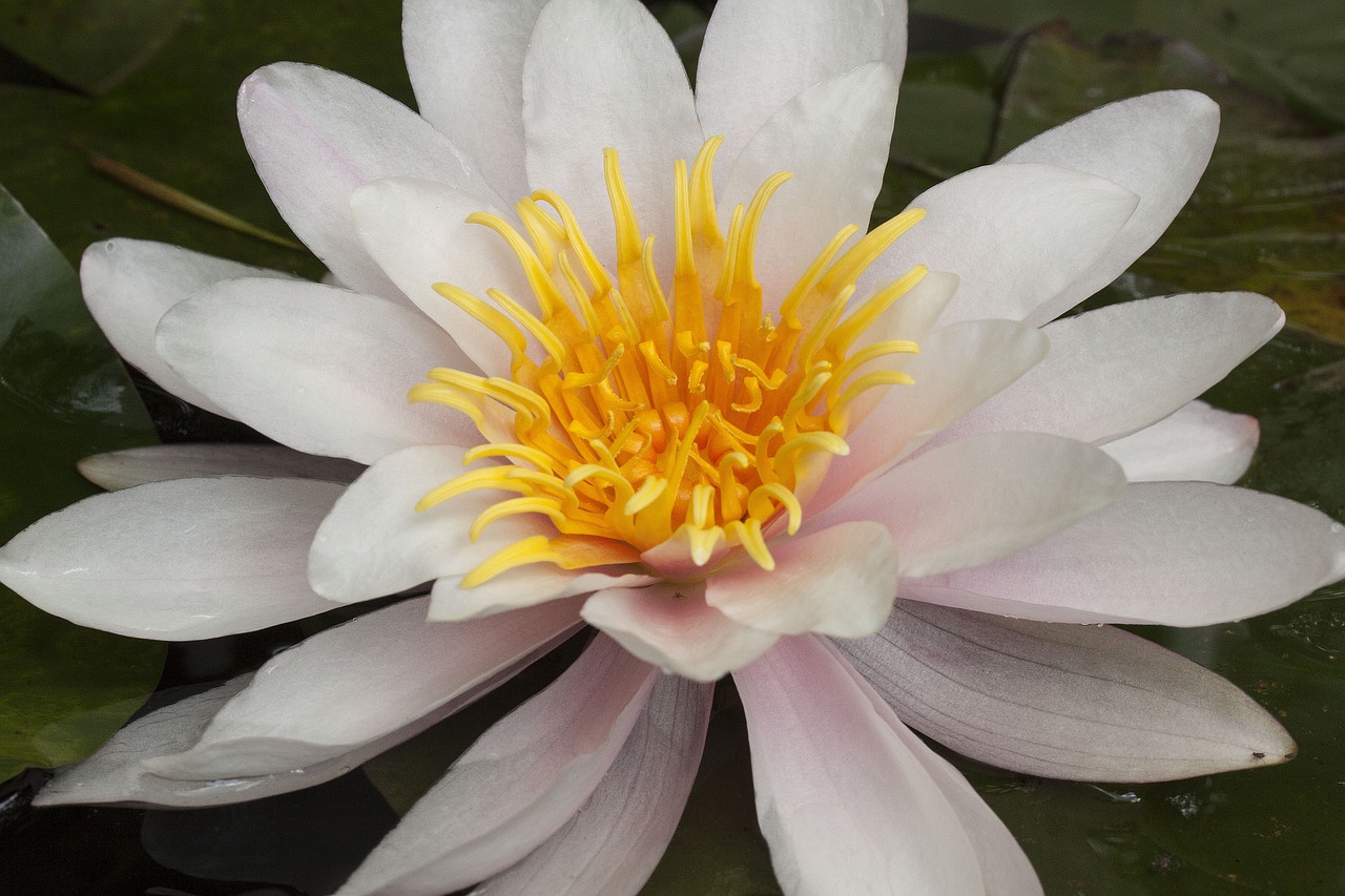 water lilies nymphaea lake rose free photo