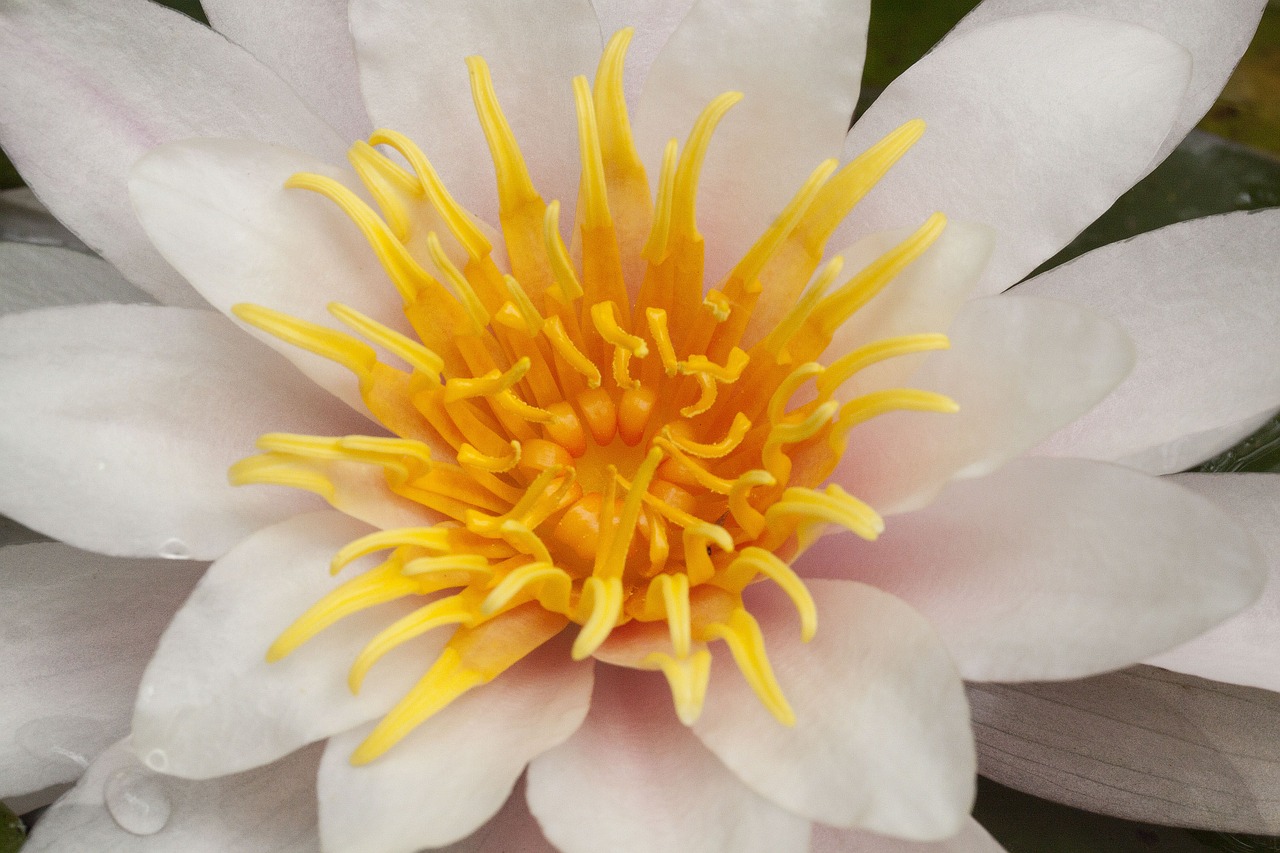 water lilies nymphaea lake rose free photo