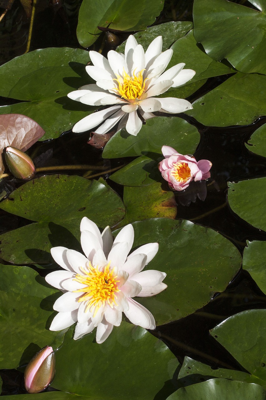 water lilies nymphaea lake rose free photo