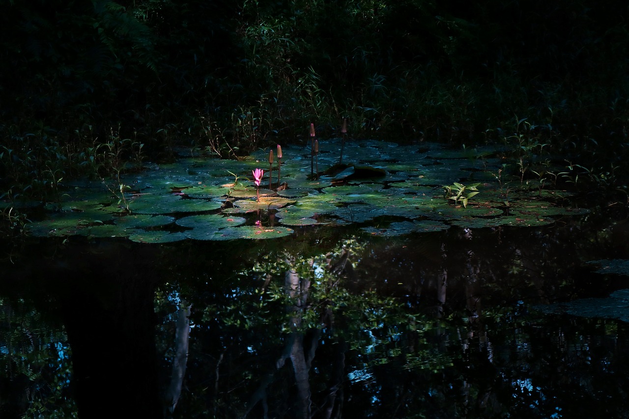 water lilies  the darkened  lotus free photo