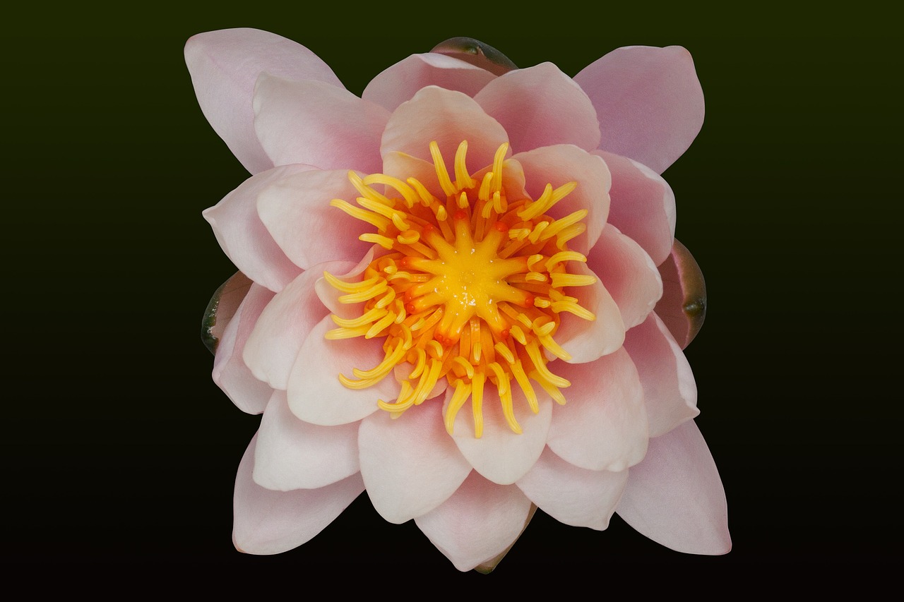 water lilies nymphaea lake rose free photo