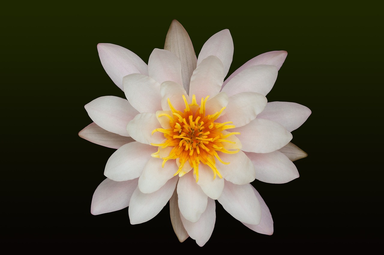 water lilies nymphaea lake rose free photo