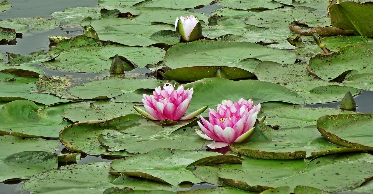 water lilies  pink  flowers free photo