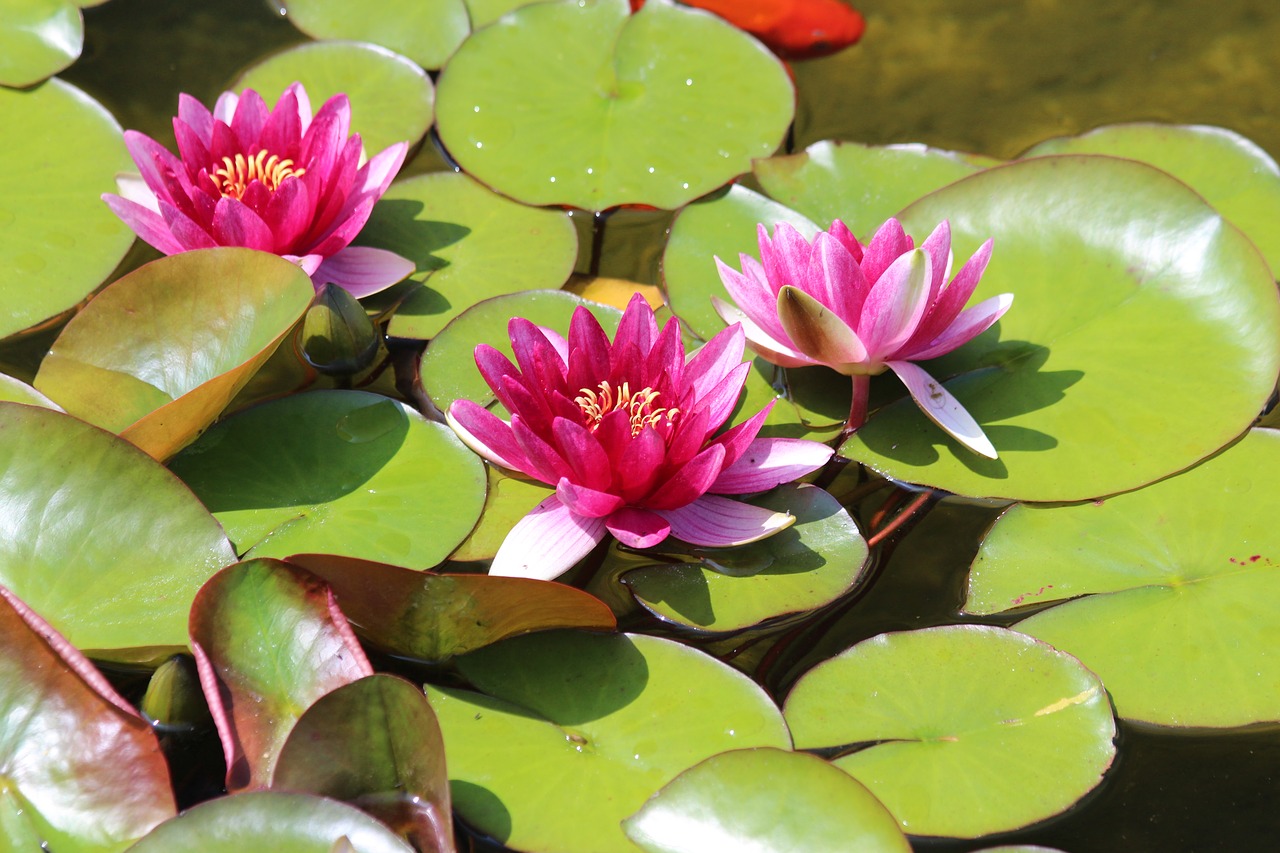 water lilies  leaves  pond free photo