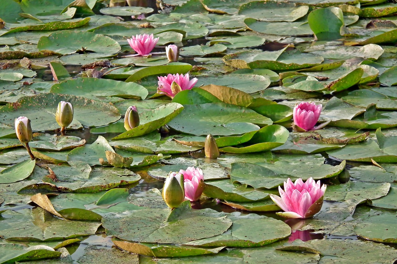 water lilies  nature  pond free photo