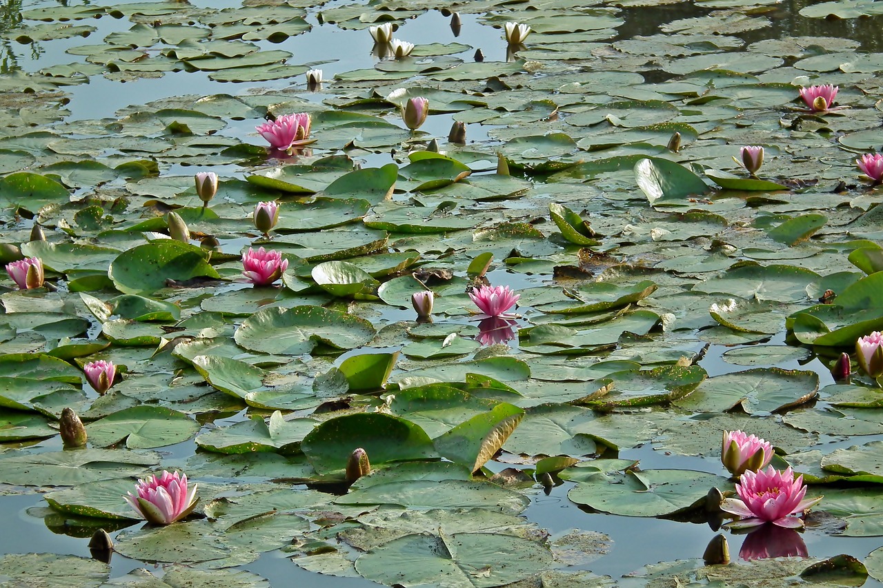 water lilies  flowers  pink free photo