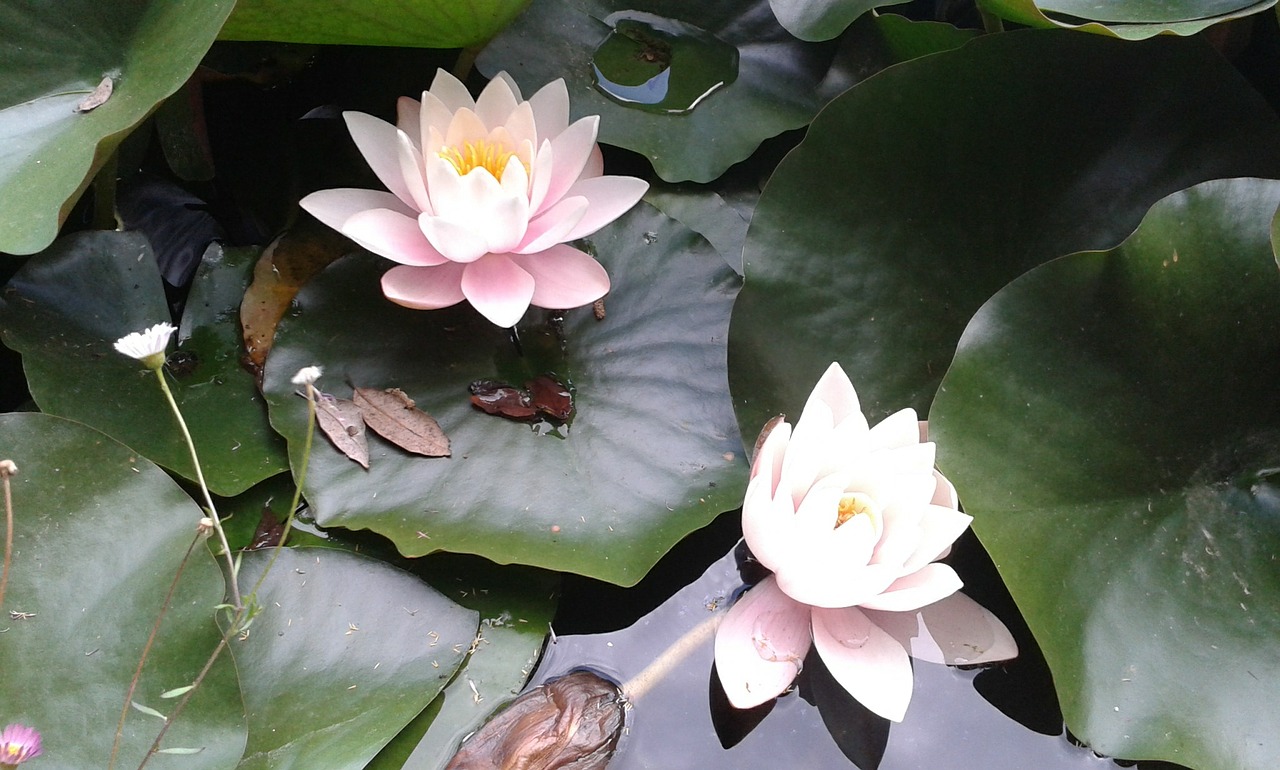 water lilies flower petals free photo