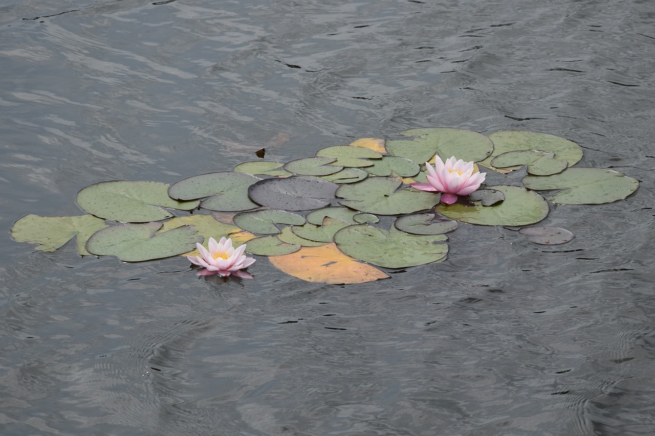 water lilies  flowers  water free photo