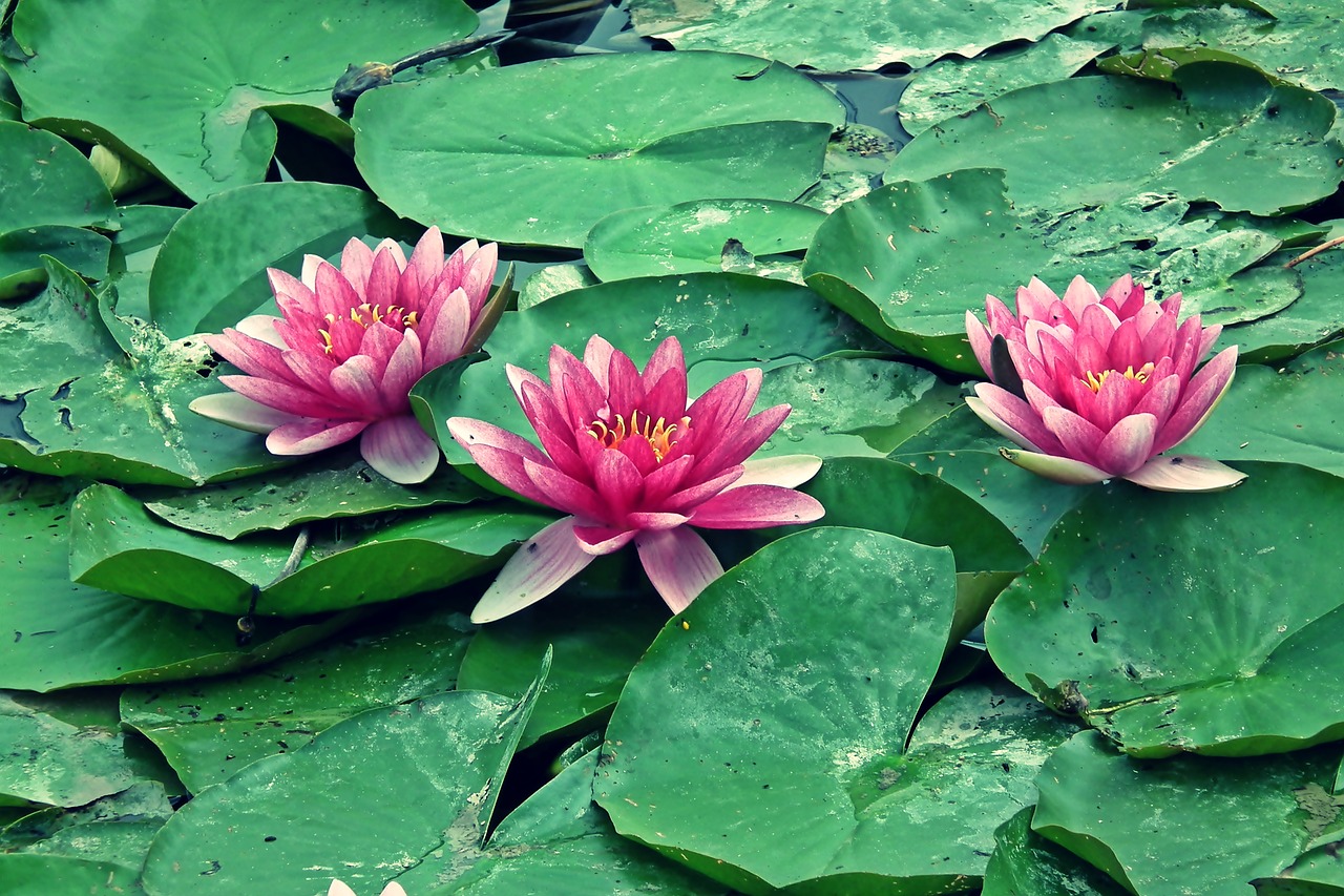 water lilies  water lily  summer free photo