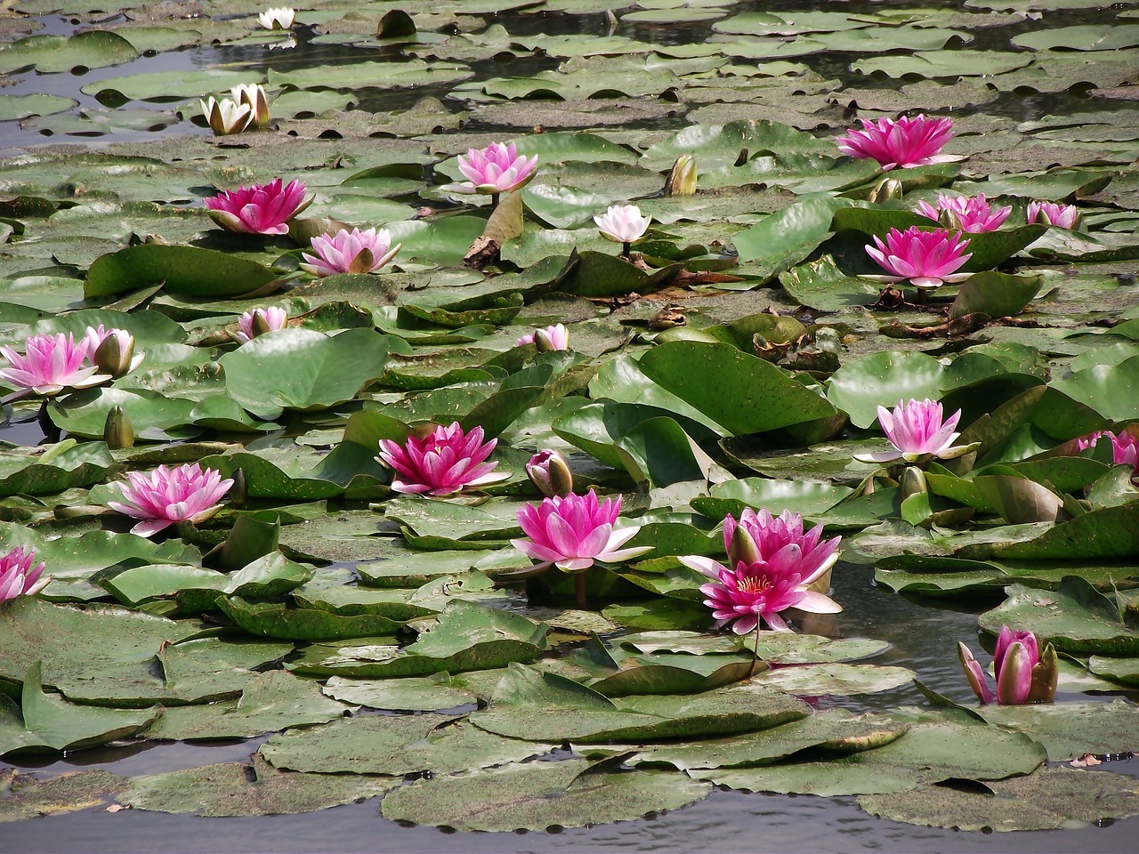 water lilies  flowers  flourishing free photo