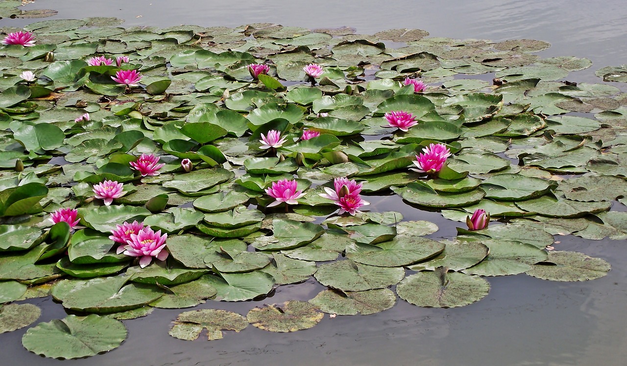 water lilies  water lily  pink free photo