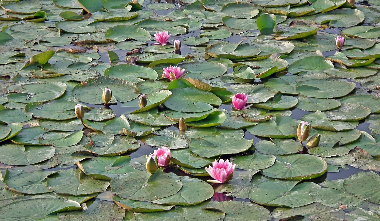 water lilies  pink  water lily free photo