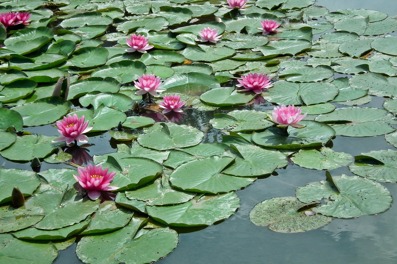 water lilies  flowers  pink free photo