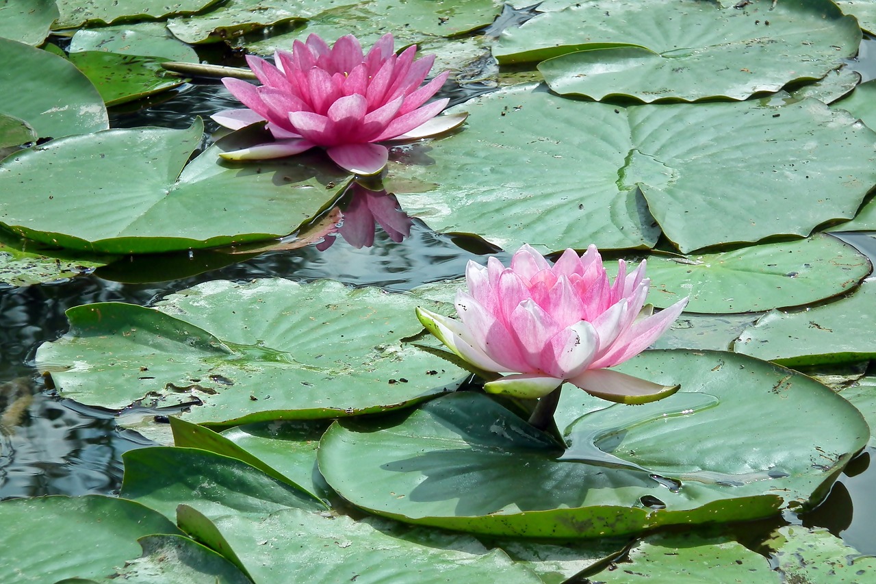 water lilies  flowers  water lily free photo