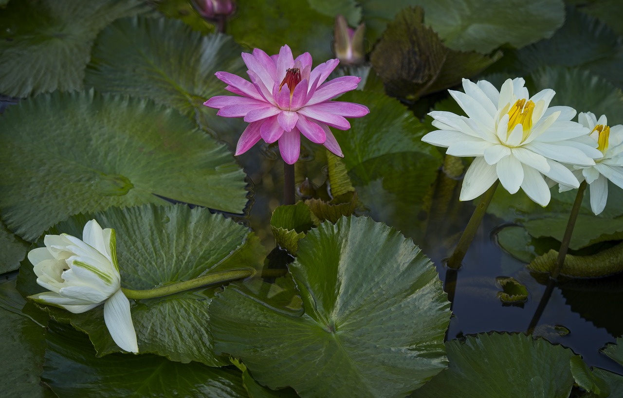 water lilies  lily pond  aquatic plants free photo