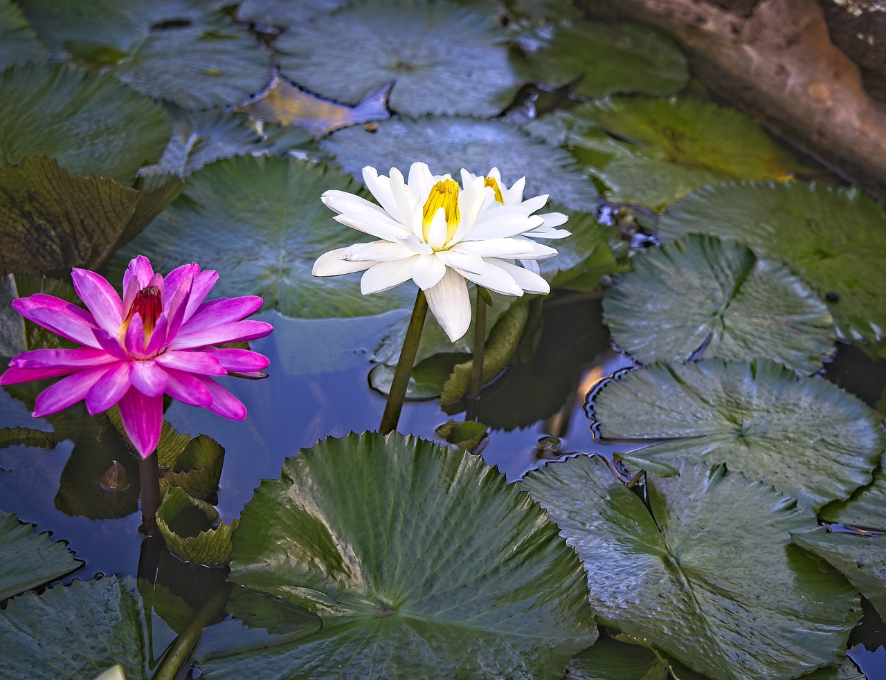 water lilies  lotus water lily  pond free photo