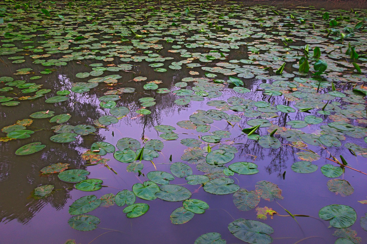 water lilies  springtime  outdoor free photo