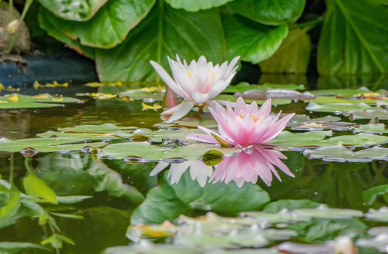 water lilies  pond  plant free photo