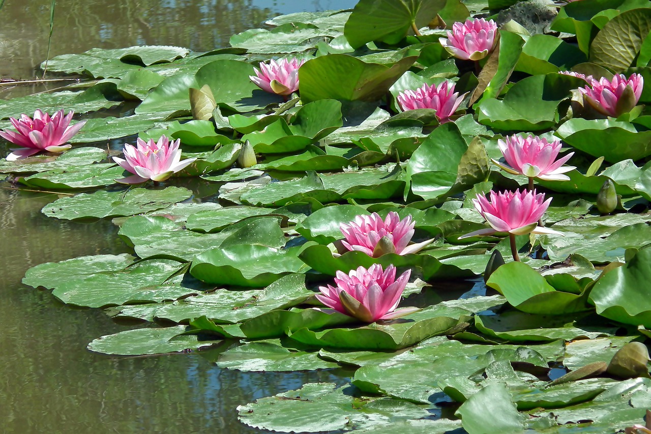 water lilies  flowers  pond free photo