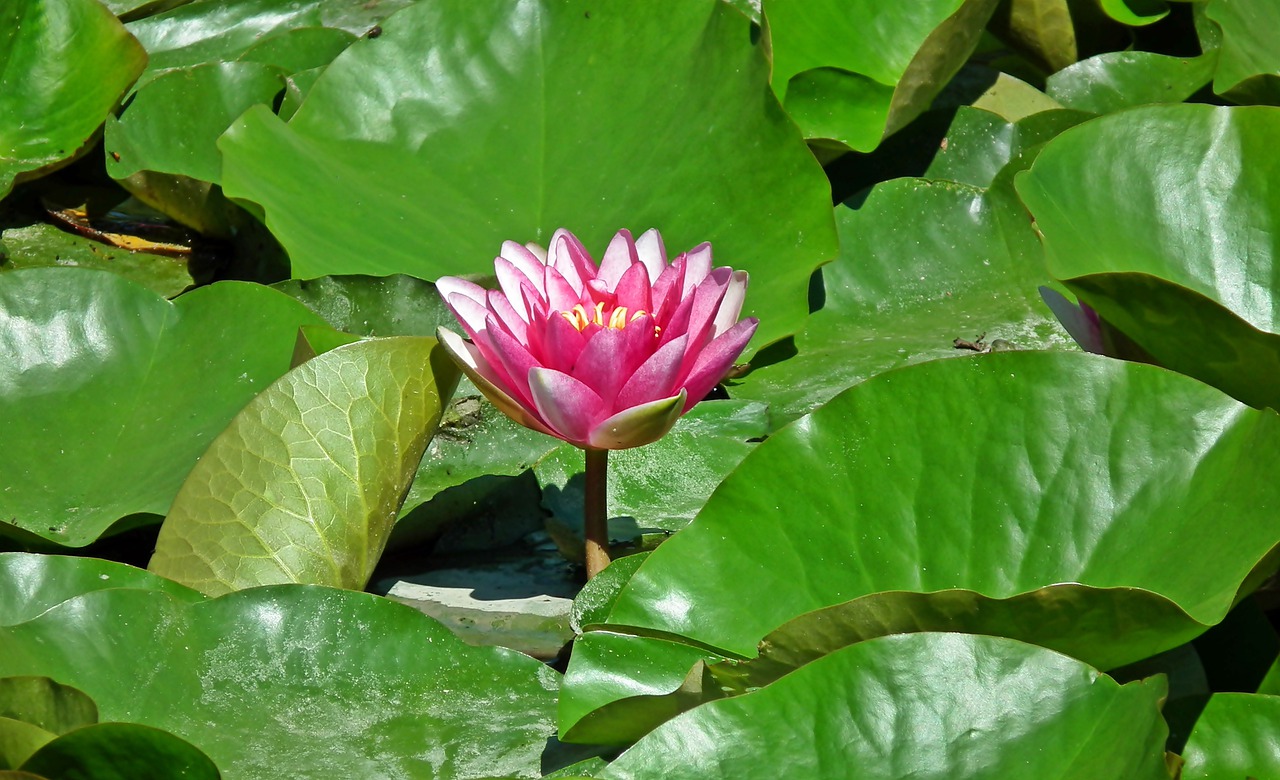 water lilies  flowers  floating free photo