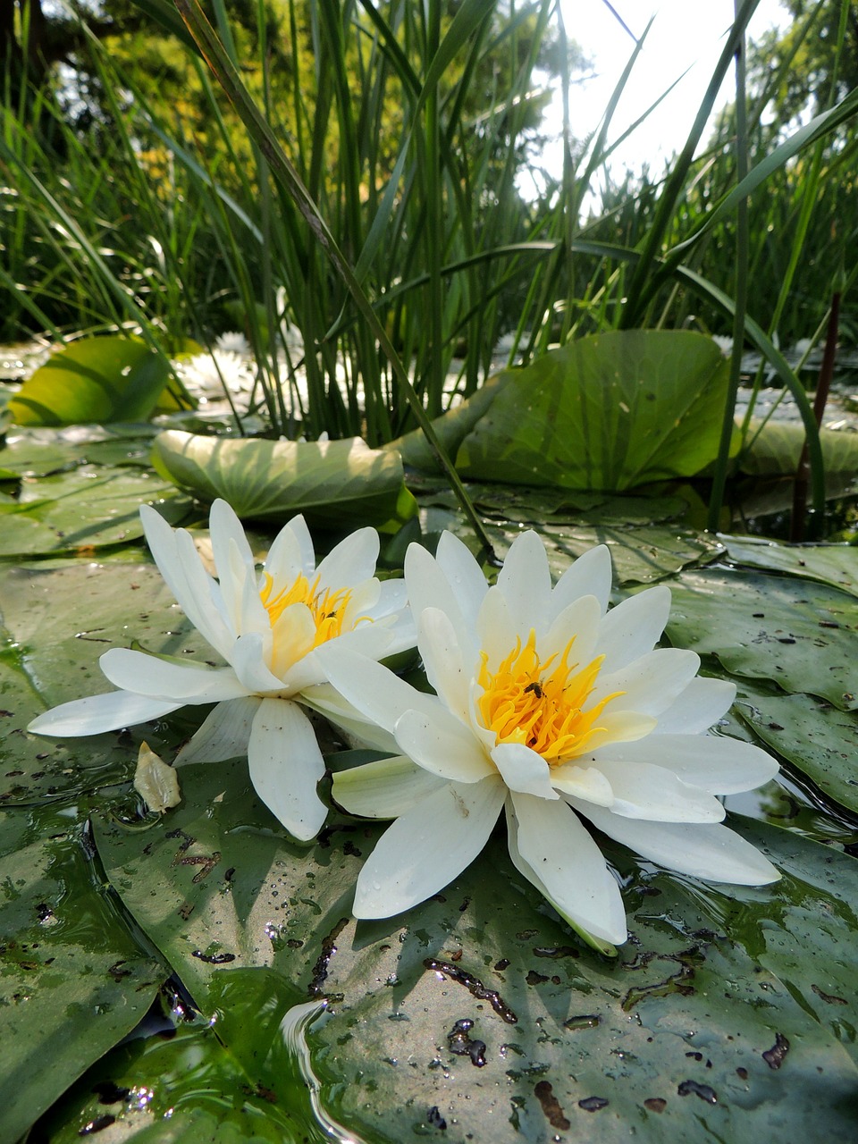 water lilies green pond free photo