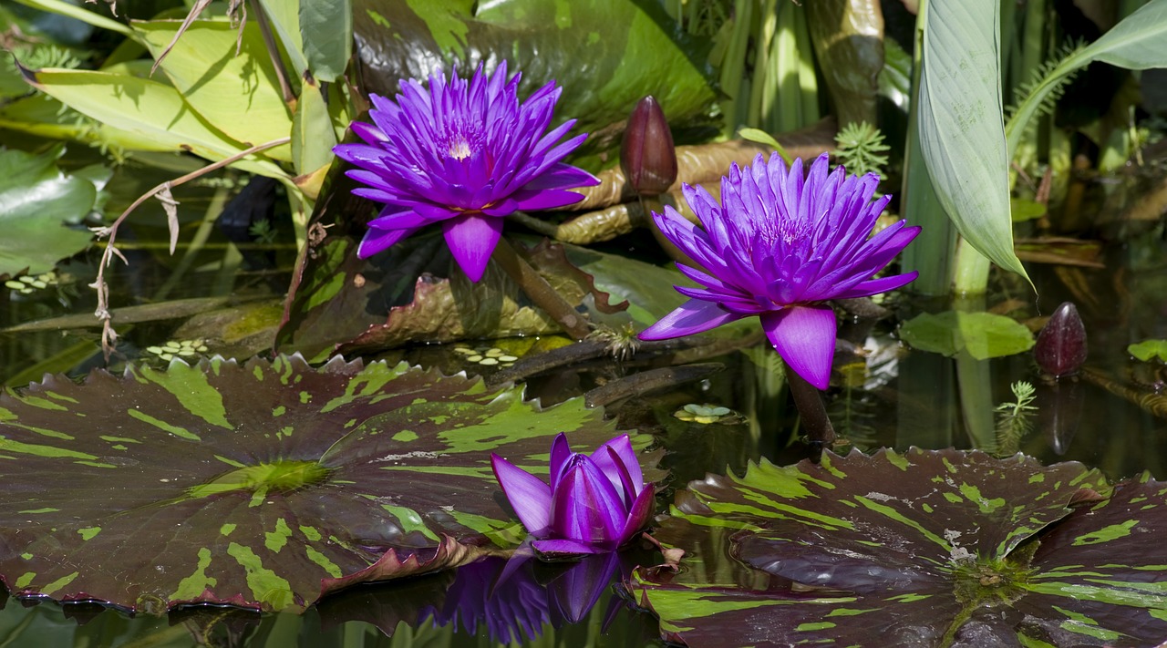 water lilies purple violet free photo