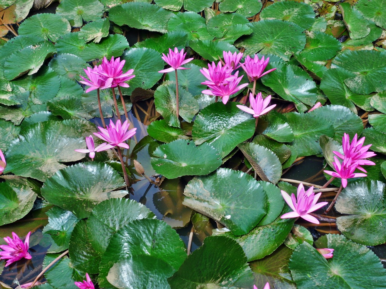 water lilies pink flower free photo