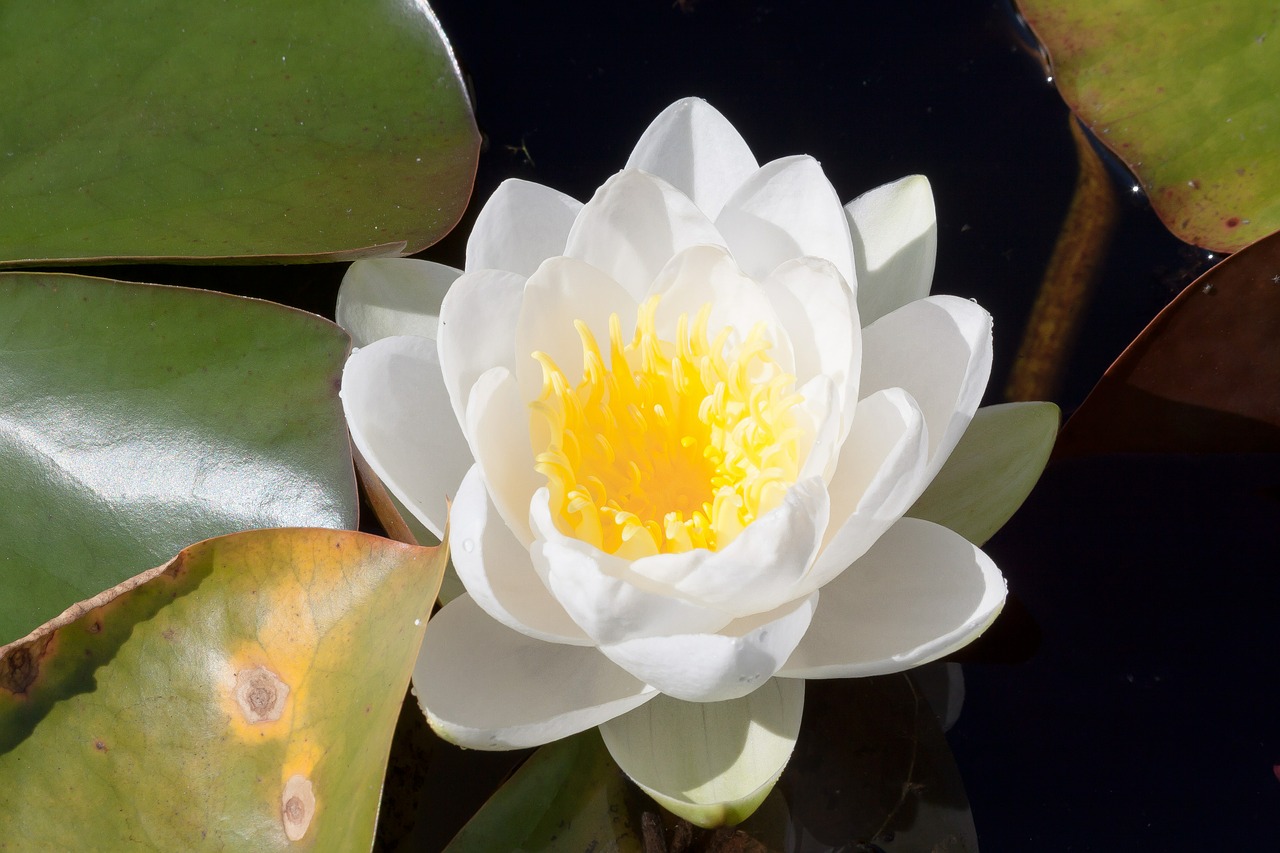 water lilies nymphaea lake rose free photo