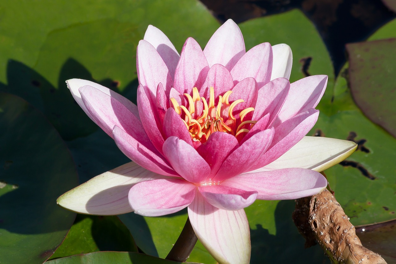 water lilies nymphaea lake rose free photo