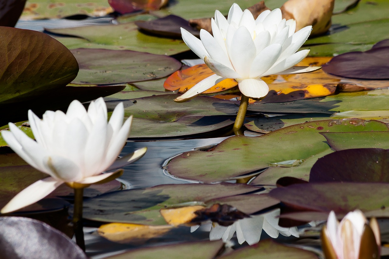 water lilies nymphaea william doogue free photo