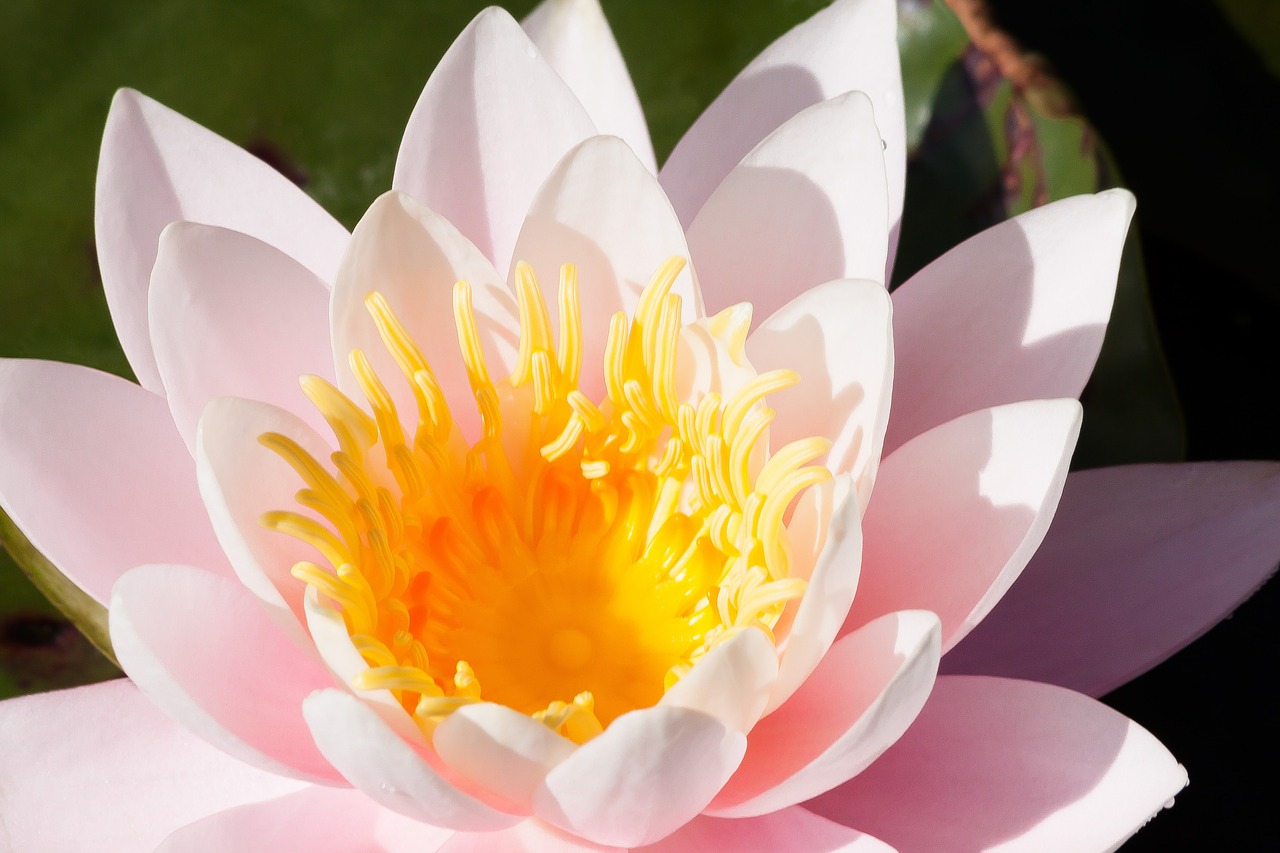 water lilies nymphaea lake rose free photo