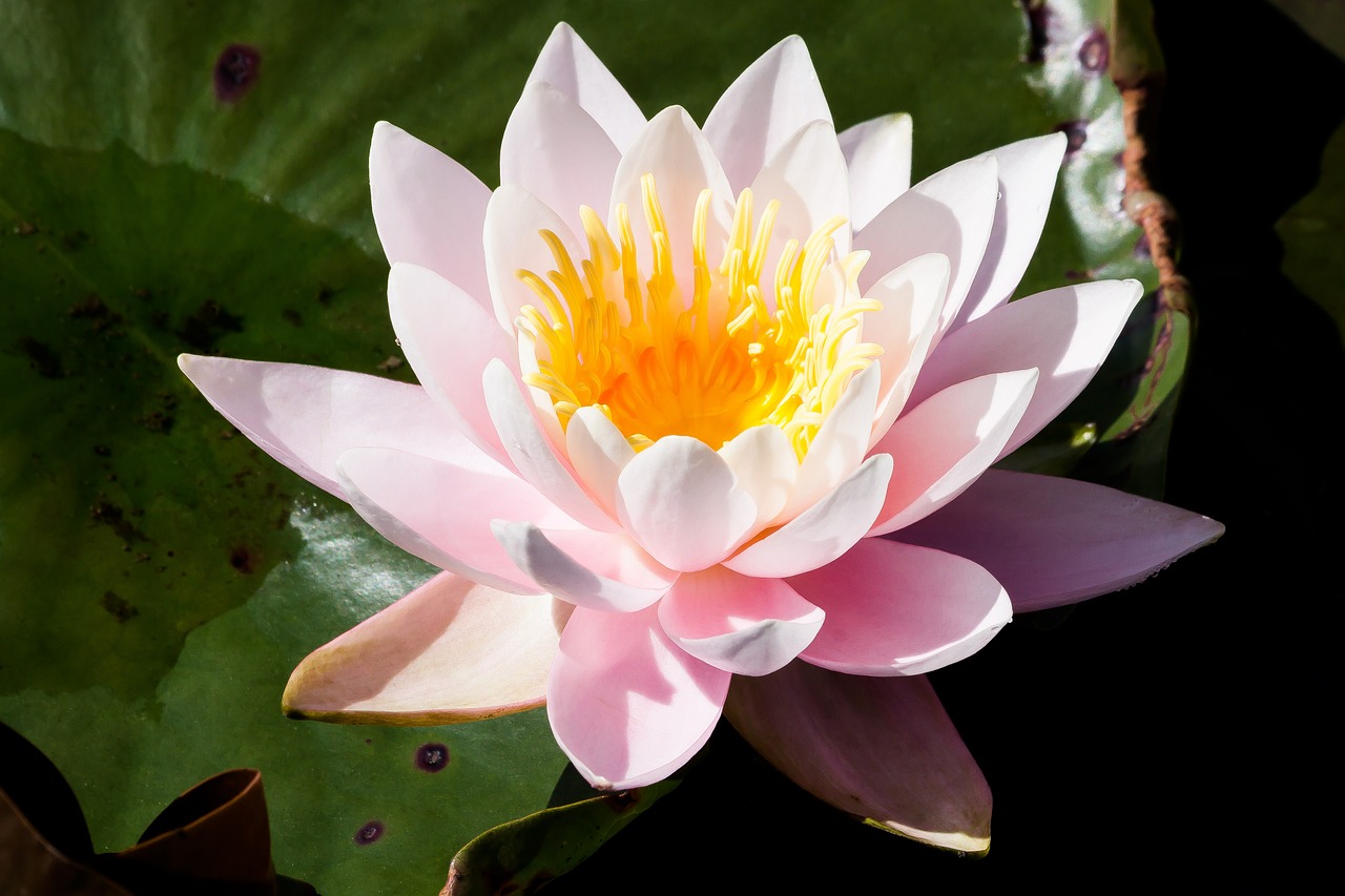 water lilies nymphaea lake rose free photo