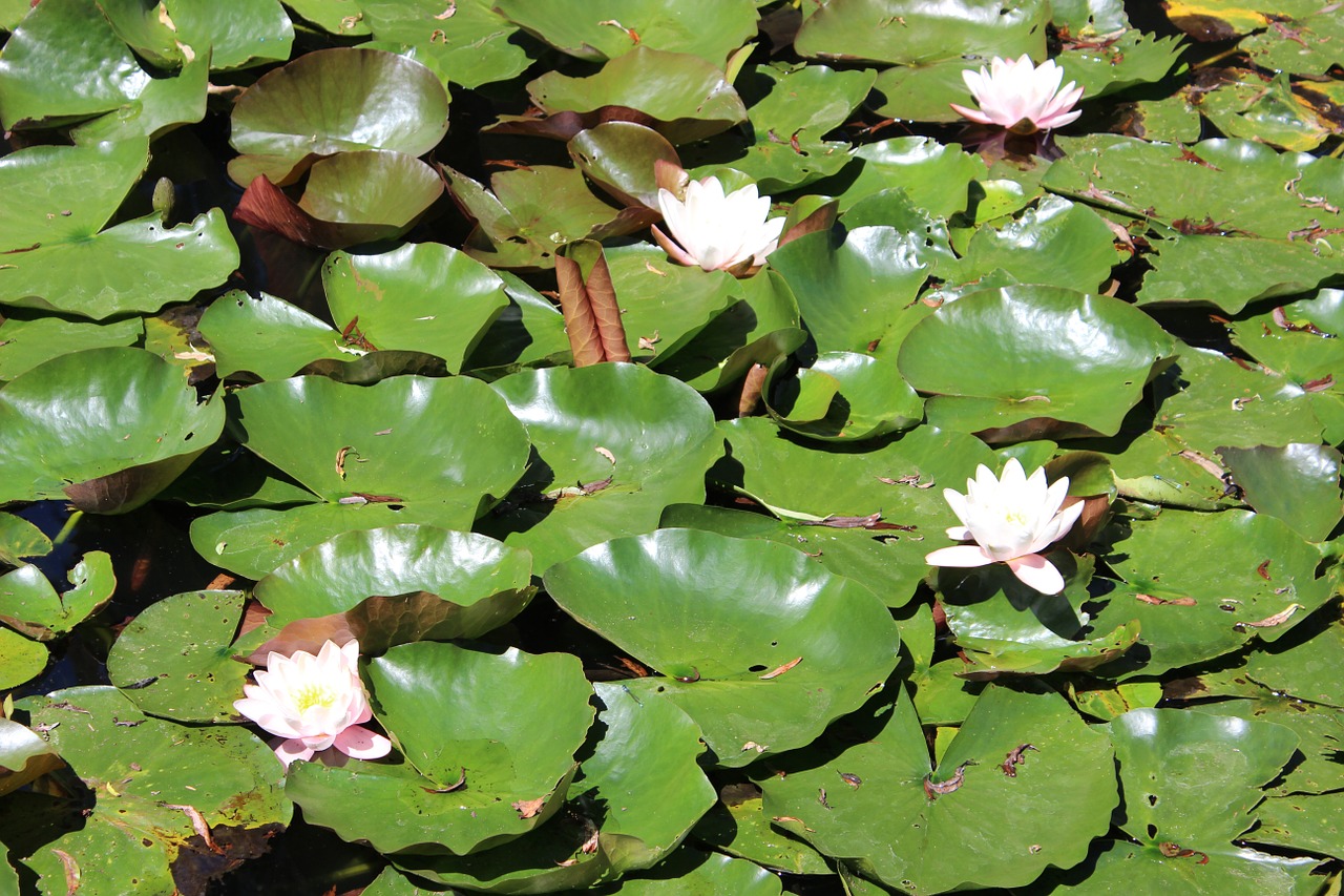 water lilies water flower free photo