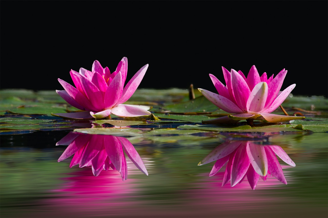water lilies pink water free photo