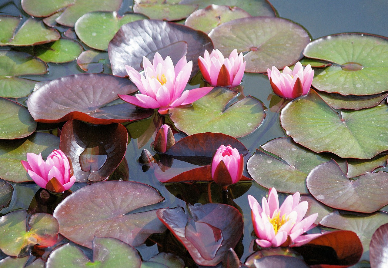water lilies pond floral free photo