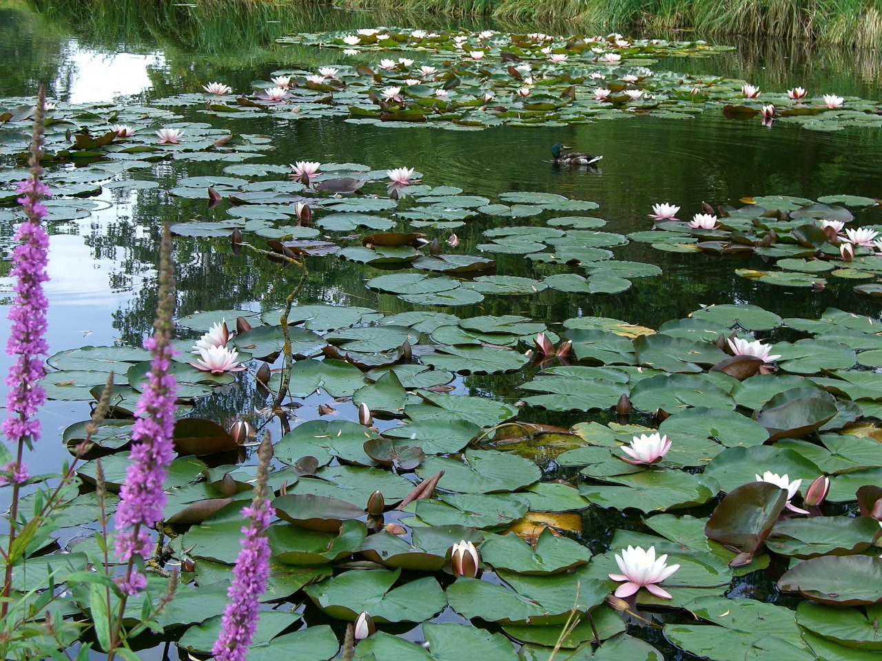 water lilies pond aquatic plant free photo