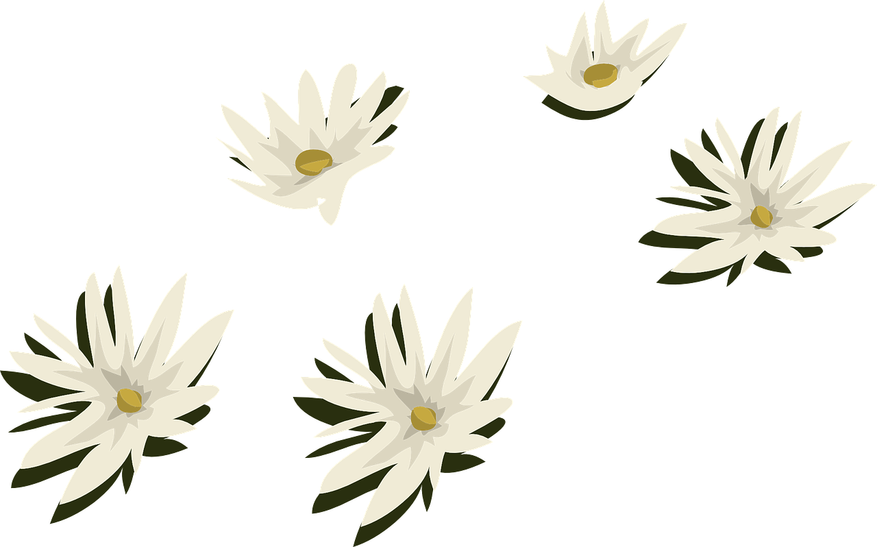 water lilies white flowers free photo